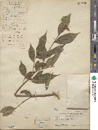 Camellia caudata image