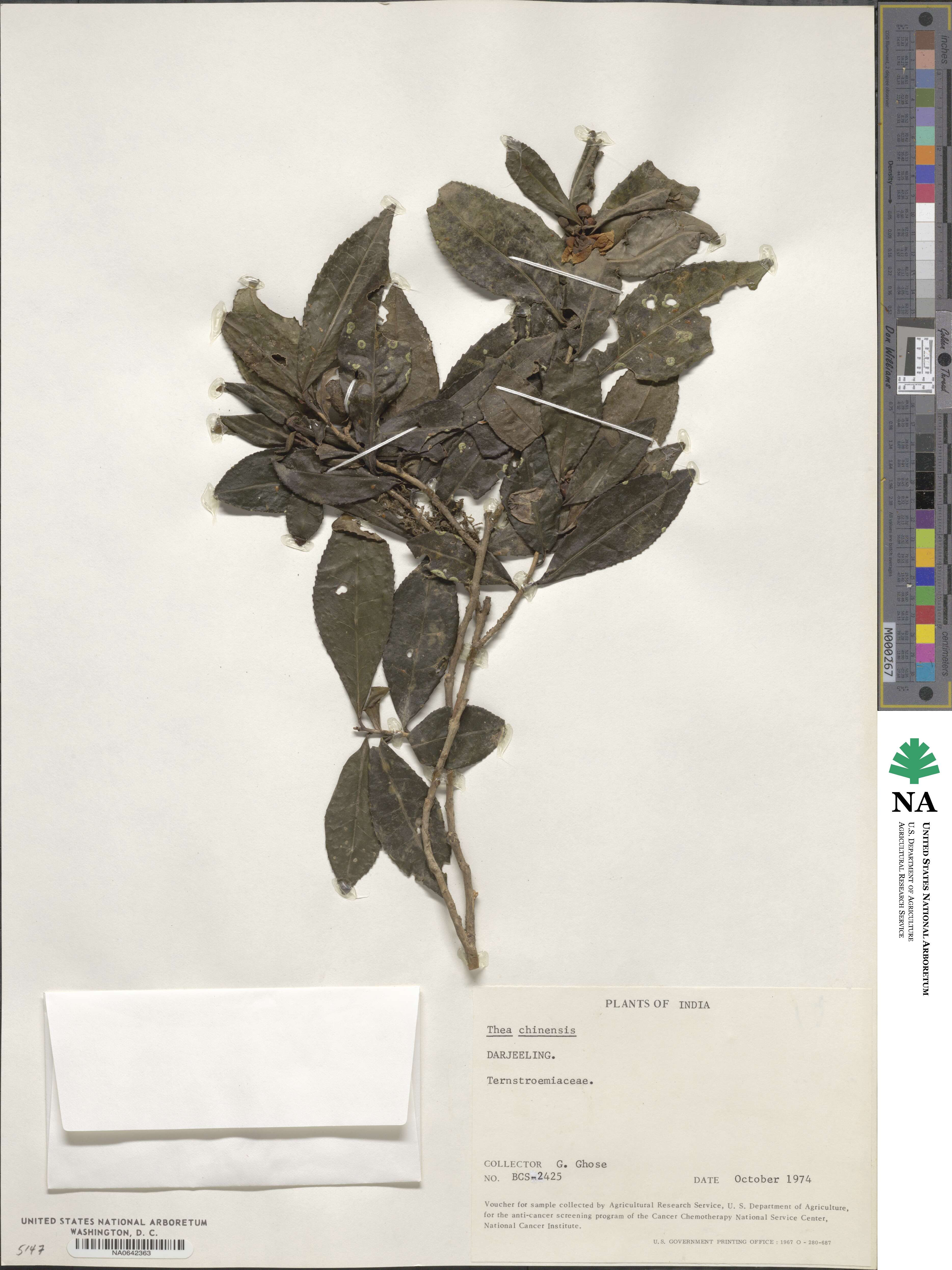 Camellia sinensis subsp. sinensis image