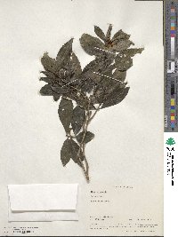 Camellia sinensis image