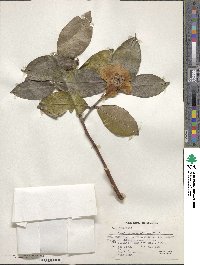 Image of Camellia crapnelliana