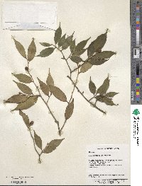 Camellia cuspidata image