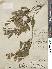 Camellia cuspidata image