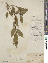 Camellia cuspidata image