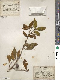 Camellia oleifera image