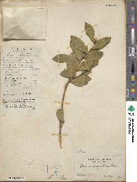 Camellia oleifera image