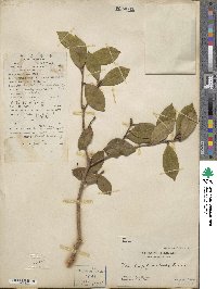 Camellia oleifera image