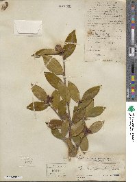 Camellia oleifera image