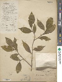 Camellia oleifera image