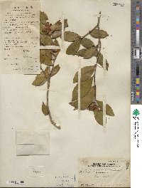 Camellia oleifera image