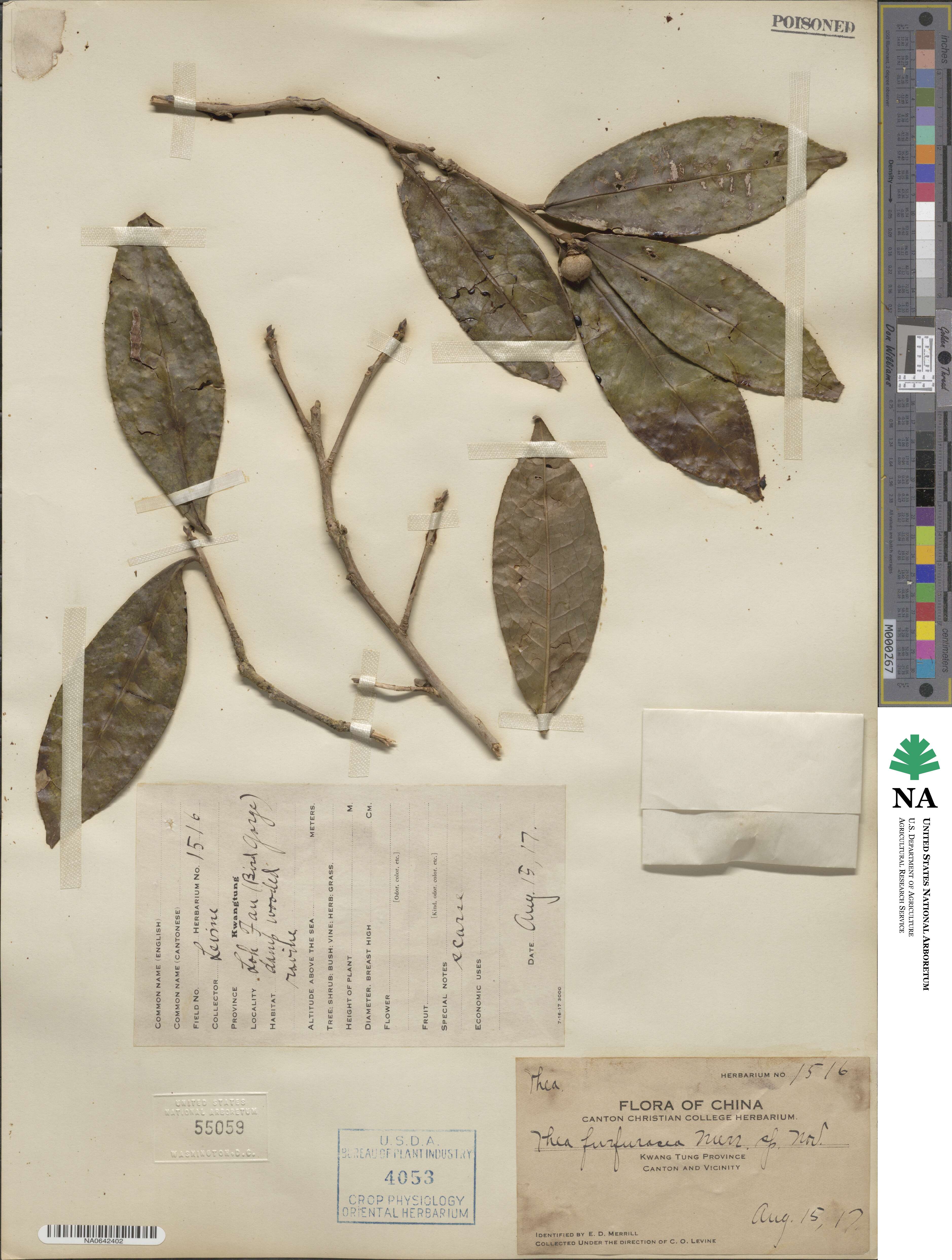 Camellia furfuracea image