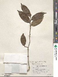 Image of Camellia granthamiana