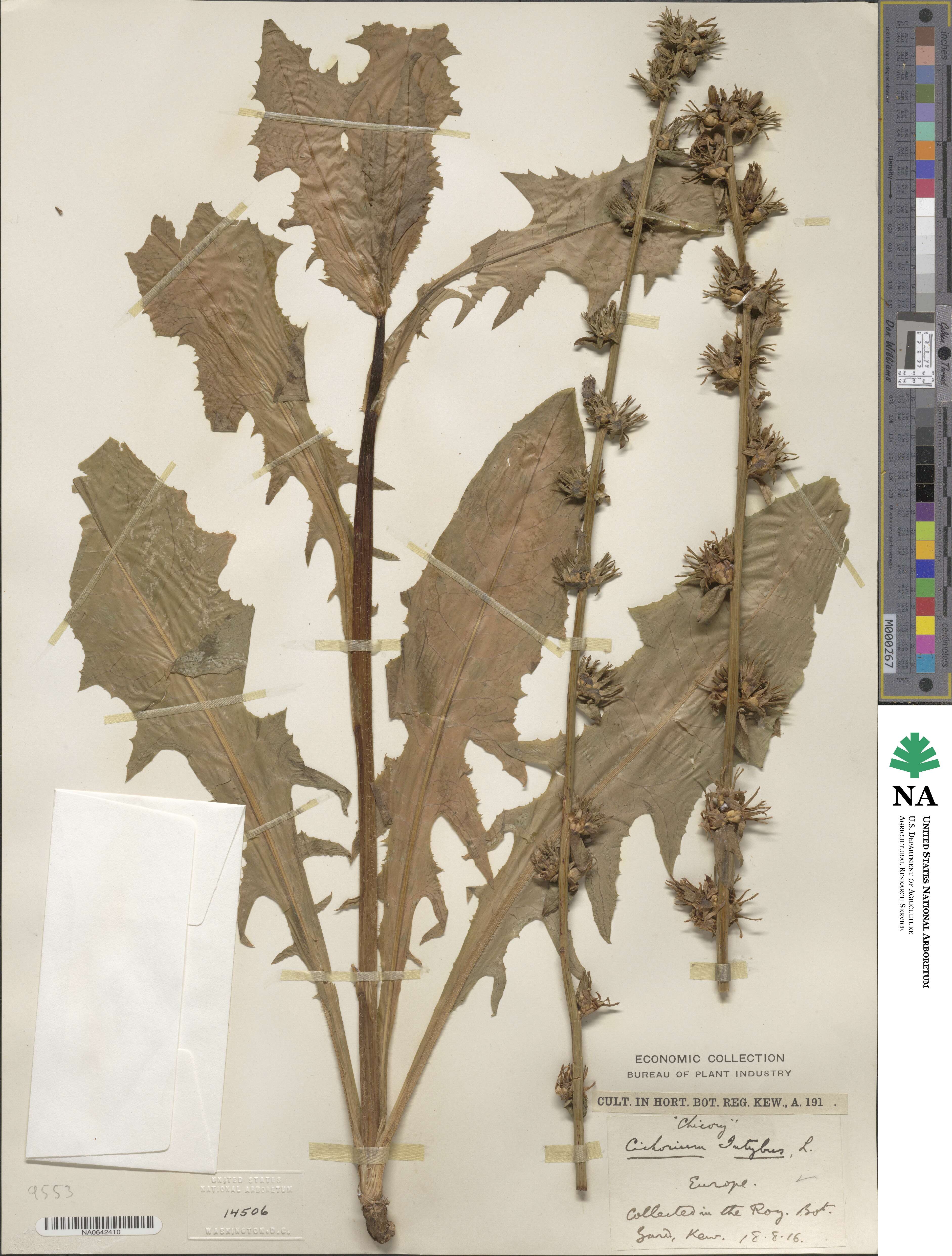Cichorium intybus image