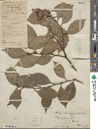 Camellia japonica image