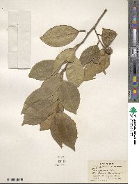 Camellia japonica image