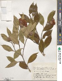 Camellia japonica image