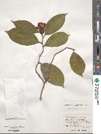 Camellia japonica image