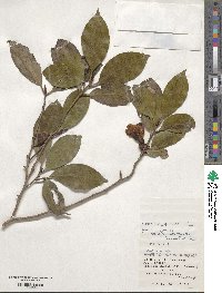 Camellia japonica image