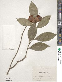 Camellia japonica image