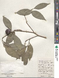 Camellia japonica image