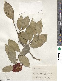 Camellia japonica image