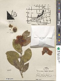 Camellia japonica var. rusticana image