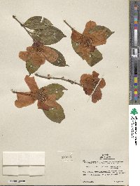 Camellia japonica var. rusticana image