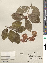 Camellia japonica var. rusticana image