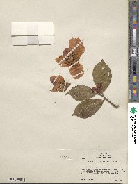 Camellia japonica var. rusticana image