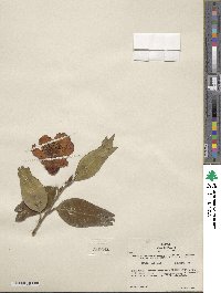 Camellia japonica image