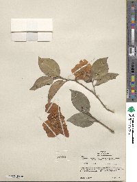 Camellia japonica var. rusticana image