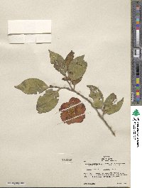 Camellia japonica var. rusticana image