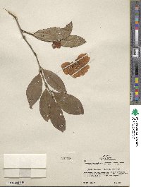 Camellia japonica var. rusticana image