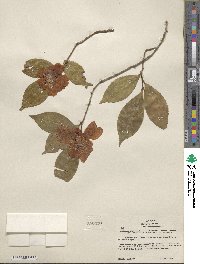 Camellia japonica var. rusticana image