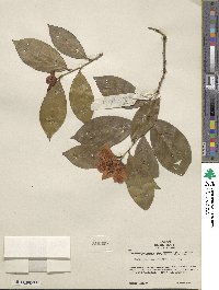 Camellia japonica var. rusticana image