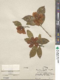 Camellia japonica image