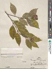 Camellia japonica var. rusticana image