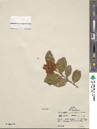 Camellia japonica var. rusticana image