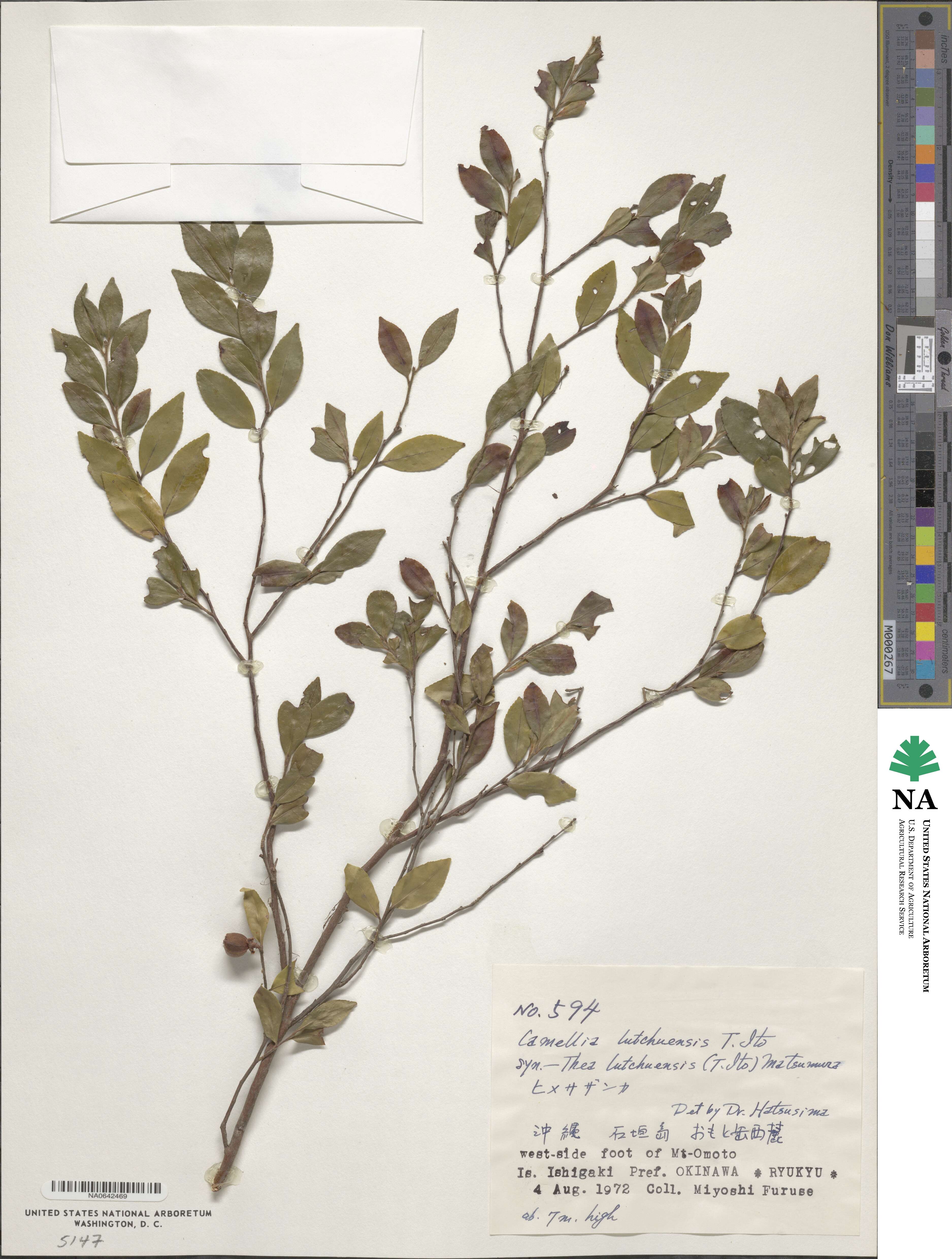 Camellia lutchuensis image