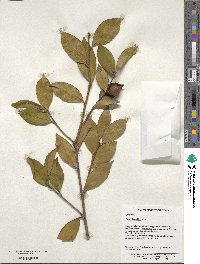 Camellia oleifera image