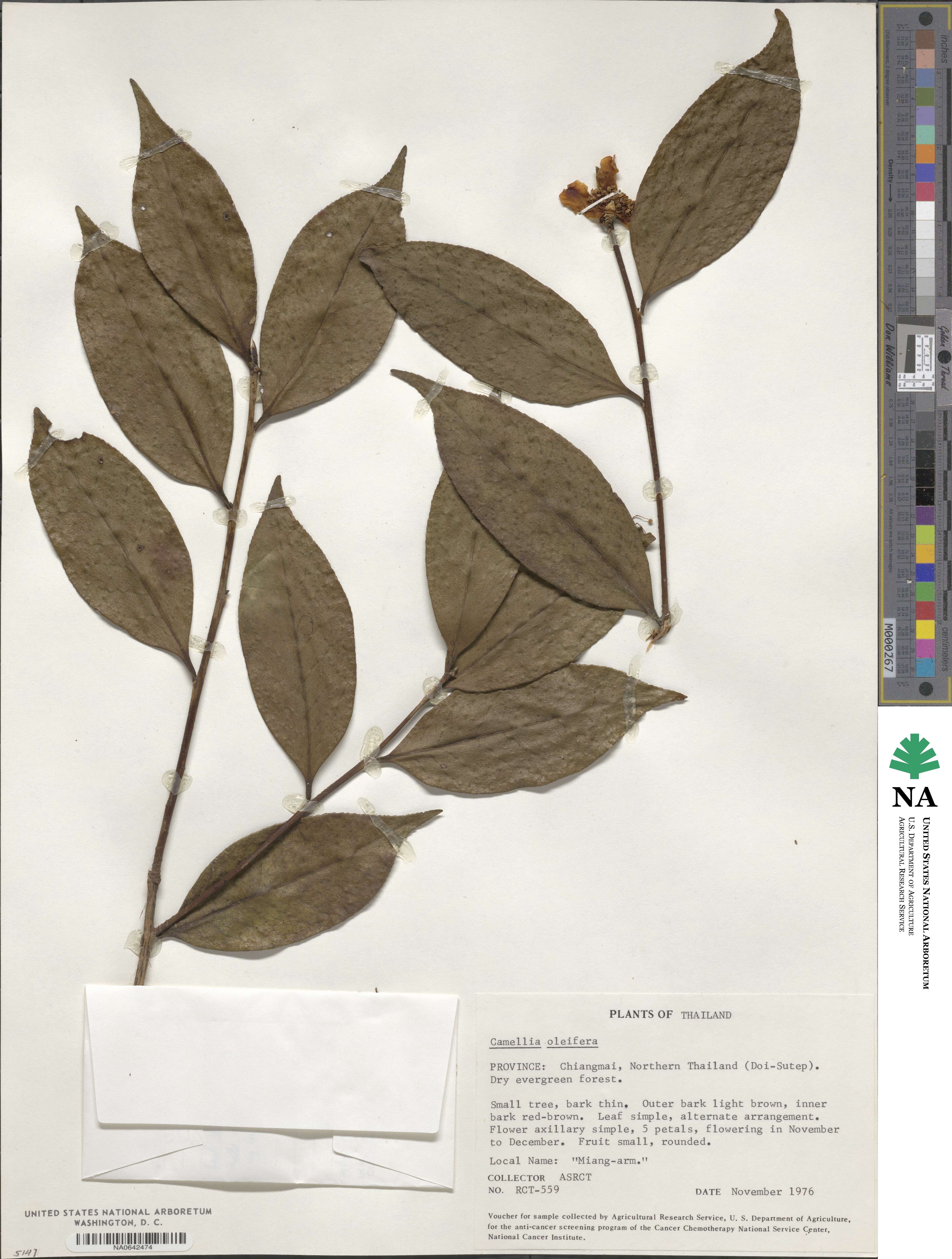 Theaceae image