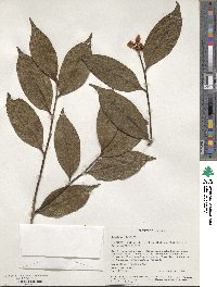 Camellia oleifera image