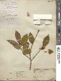 Camellia oleosa image