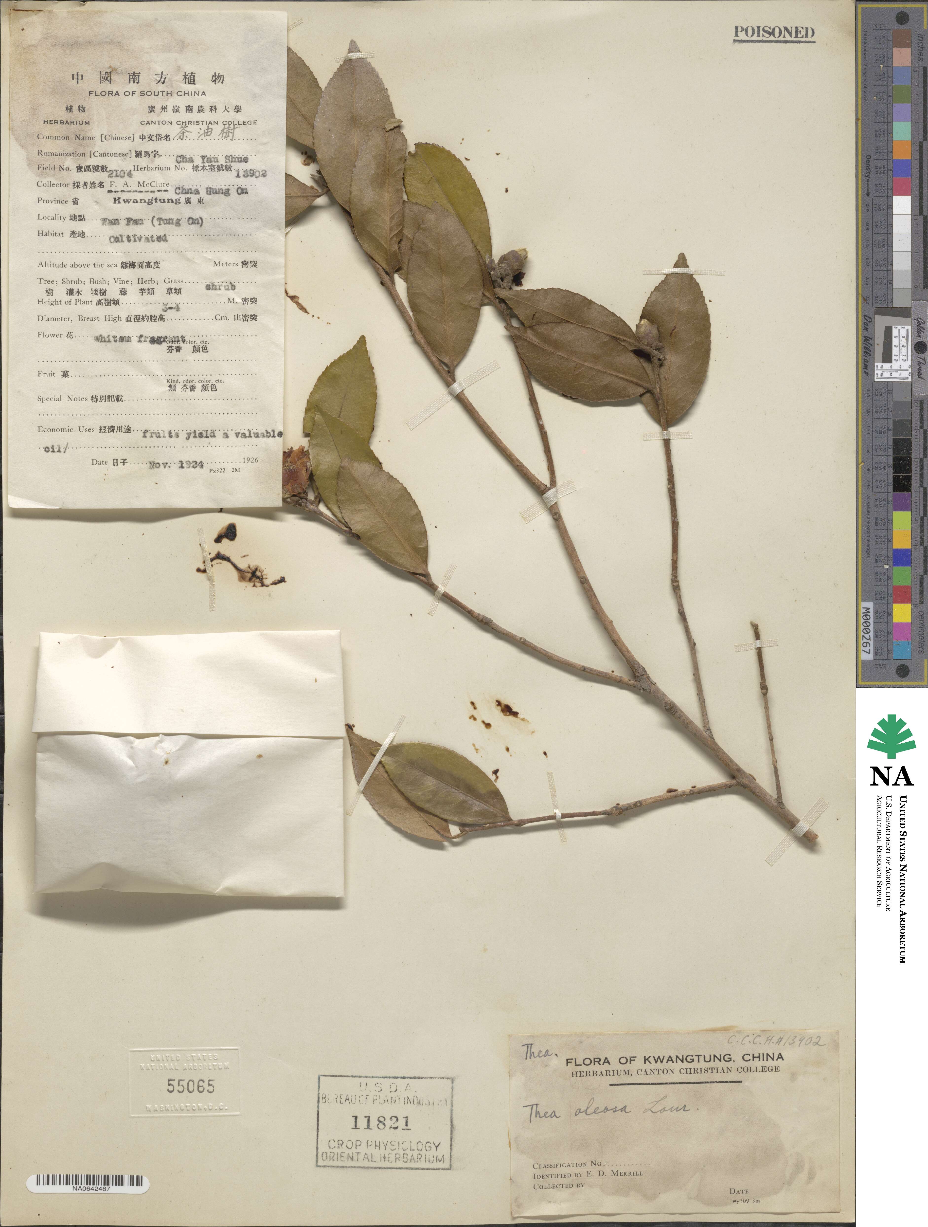 Camellia oleosa image