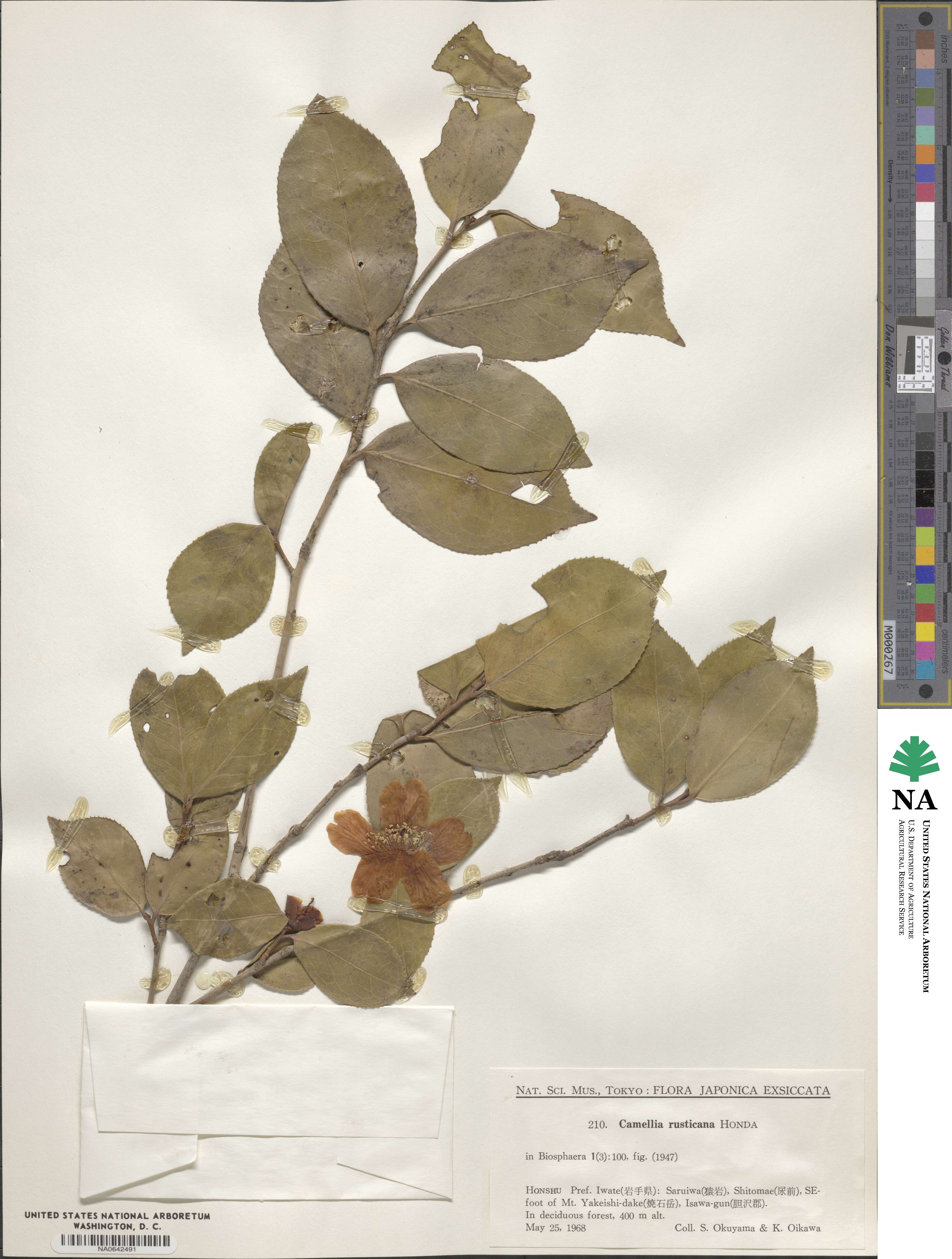 Camellia japonica var. rusticana image