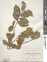 Camellia japonica var. rusticana image