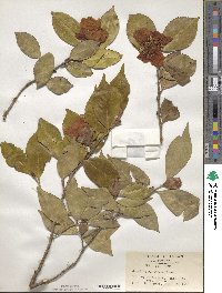 Camellia japonica var. rusticana image