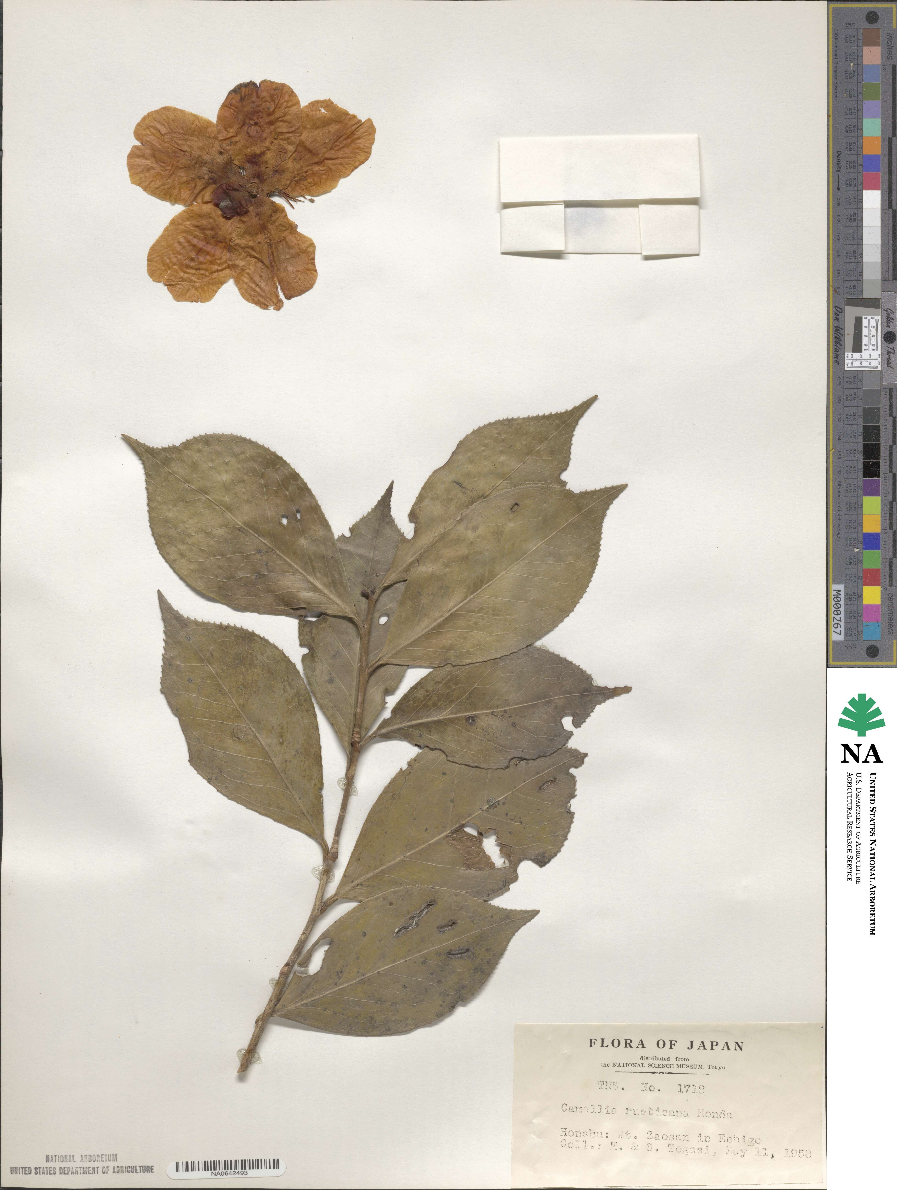 Camellia japonica var. rusticana image