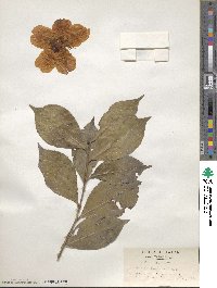 Camellia japonica var. rusticana image