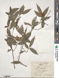 Camellia salicifolia image