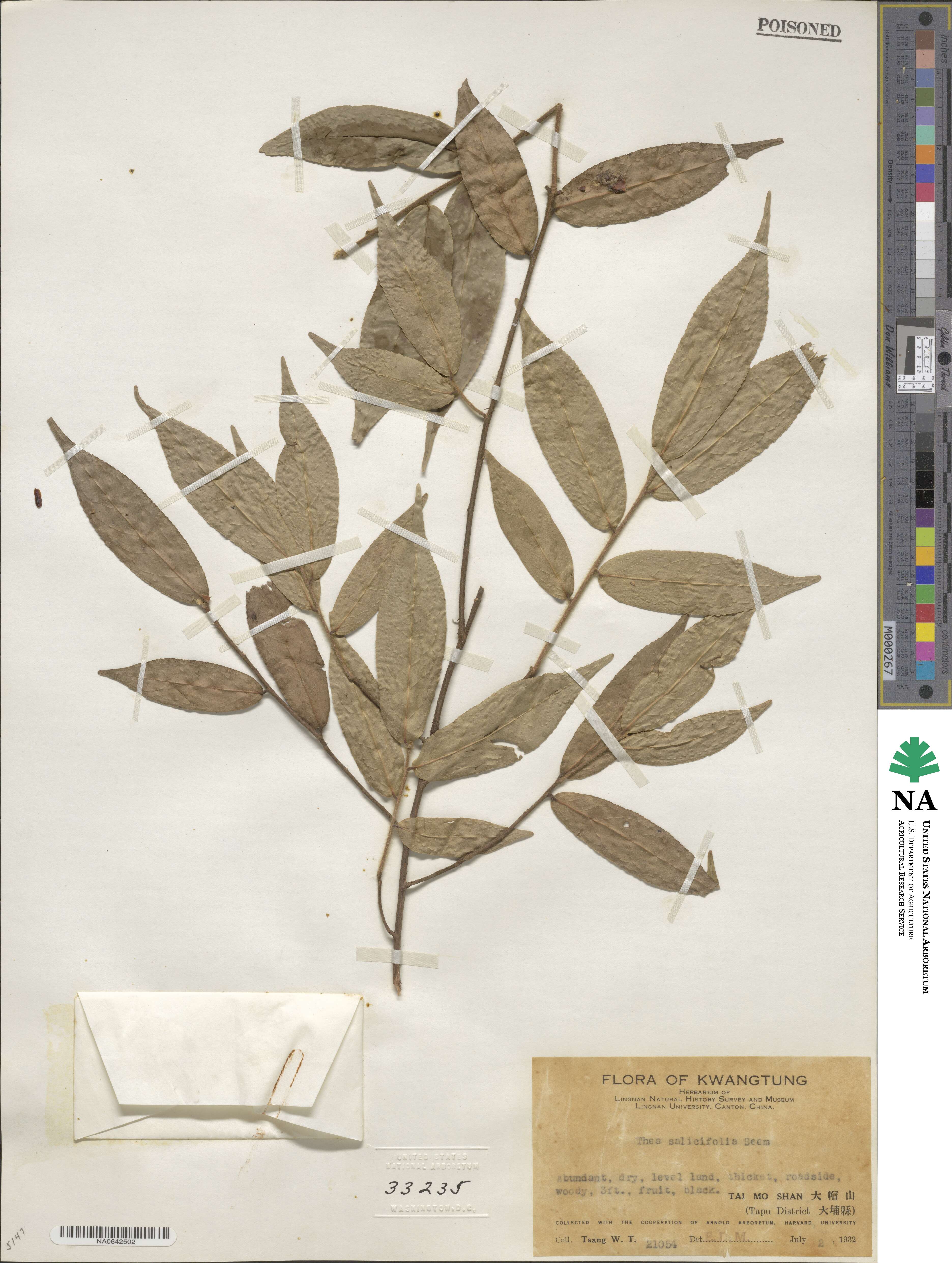 Camellia salicifolia image